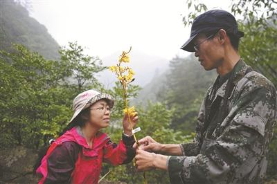 中国在大别山启动大规模植物科考--中国广播网