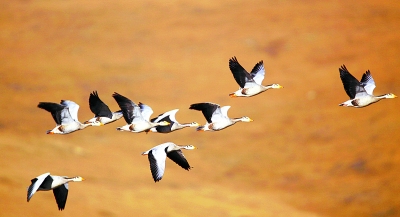 甘肃尕海: 花4.9亿元为鸟 让道 汇聚世界目光_政