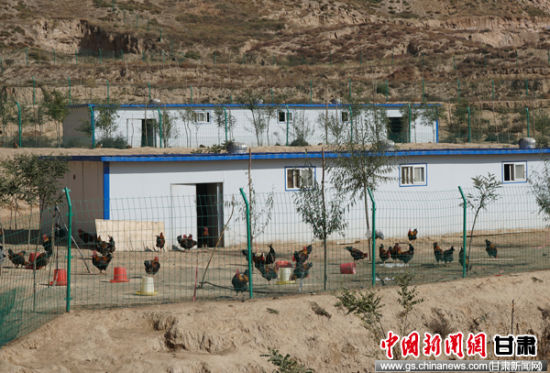 探访甘肃皋兰深山土鸡养殖场 原生态鸡和蛋供