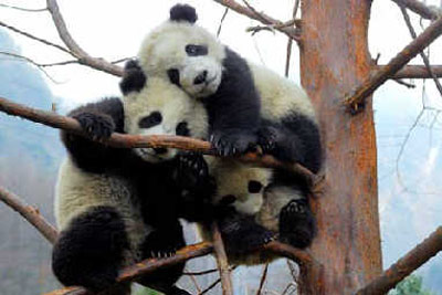 记录卧龙大熊猫的快乐生活--中国广播网甘肃分