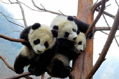 记录卧龙大熊猫的快乐生活--中国广播网甘肃分