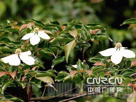 华蓥山发现珍稀植物蝴蝶花--中国广播网甘肃