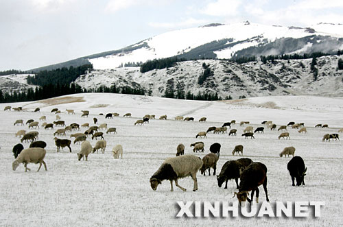 新疆东部天山8月降雪 --中国广播网甘肃分网