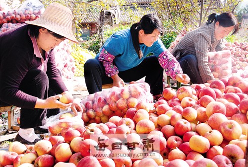 甘肃礼县林果业大大增加当地农民收入--中国广