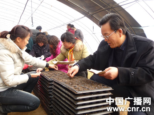 甘肃灵台县群众在温室进行蔬菜穴盘育苗--中国