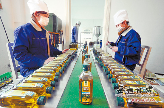 陇南武都区大力发展油橄榄产业--中国广播网 中