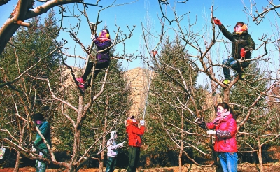 甘肃农业大学的学生对果树进行修剪