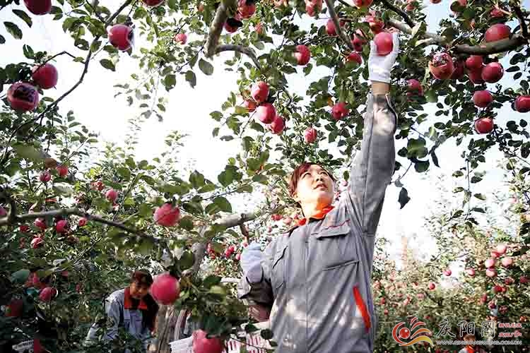 甘肃庆阳市151.68万亩苹果喜获丰收