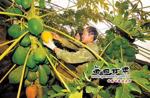 民勤温室种植水果蔬菜硕果累累--中国广播网甘