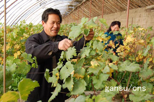 肃州区发展新型农业 拓宽农民增收渠道--中国广