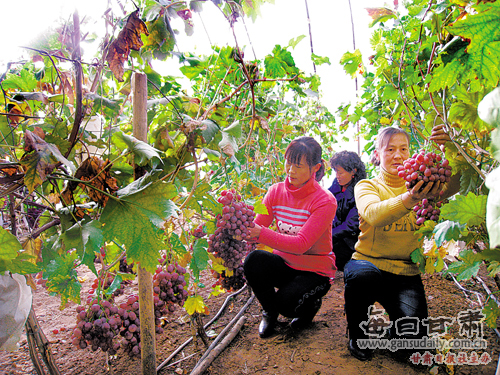 临泽设施葡萄产量达1.2万吨--中国广播网 中央