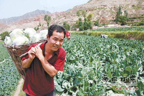 榆中南部高寒山区种植的绿色蔬菜上市_甘肃图
