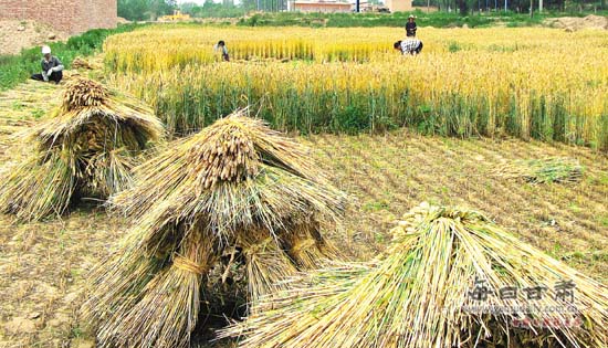 永靖县川塬区农民开镰收割小麦