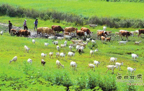 清水县秦亭镇农民在草地上放养牛羊
