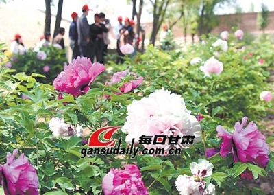 甘肃省临夏市牡丹旅游观光节开幕--中国广播网