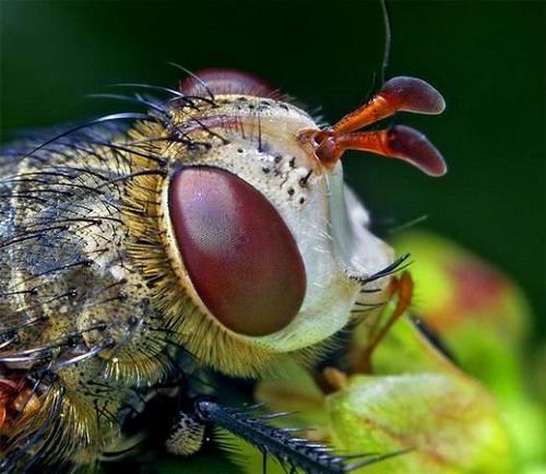 微距拍摄多彩的昆虫世界--中国广播网甘肃分网