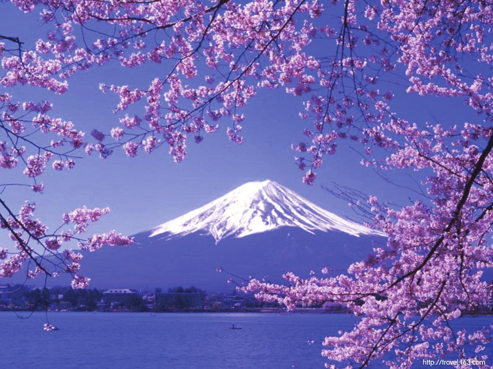日本东京正式进入樱花季--中国广播网 中央人民